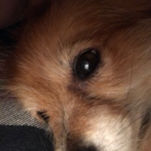 Meet your Posher, Martha